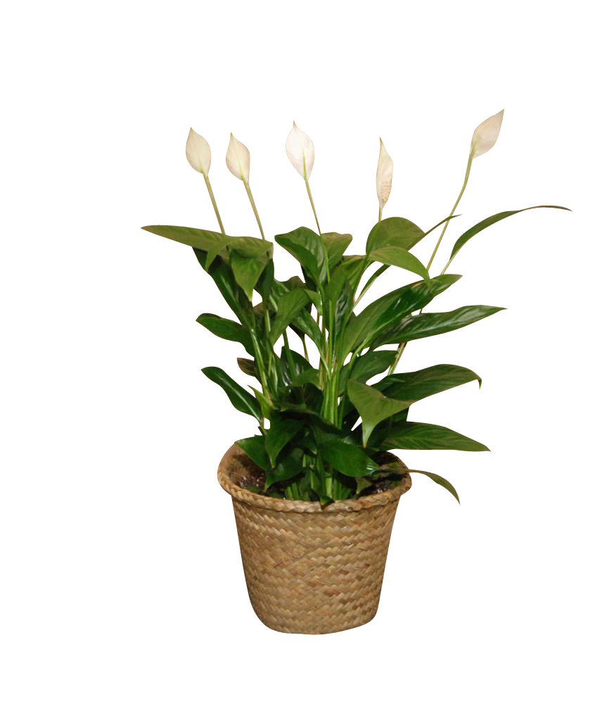          Peace Lily 6